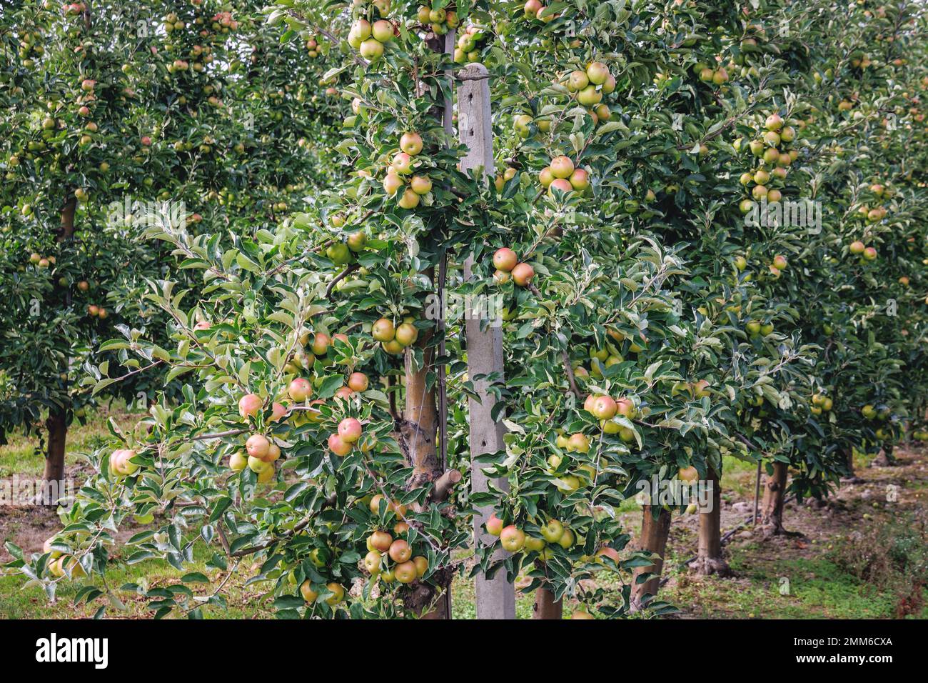 Apple tree orchard near Tarczyn city, Piaseczno County in Poland Stock