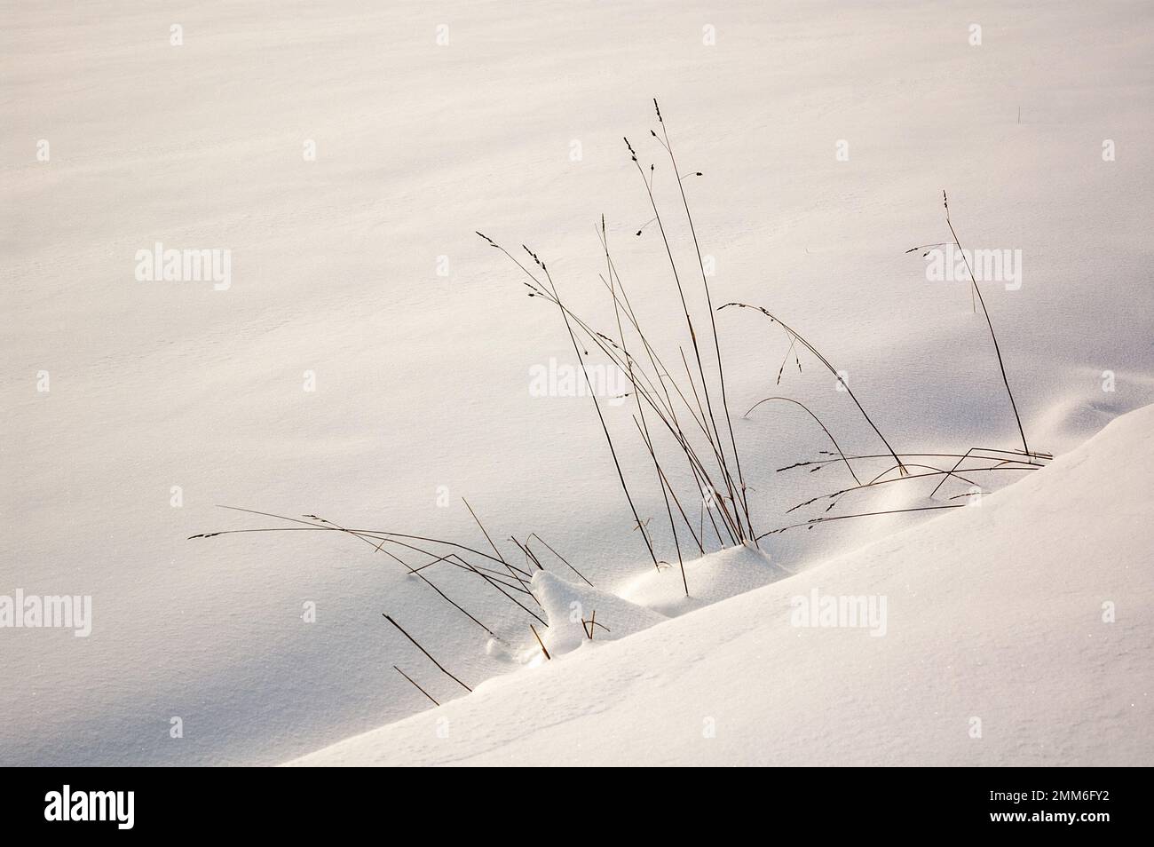 Nature season champagne plain hi-res stock photography and images - Alamy