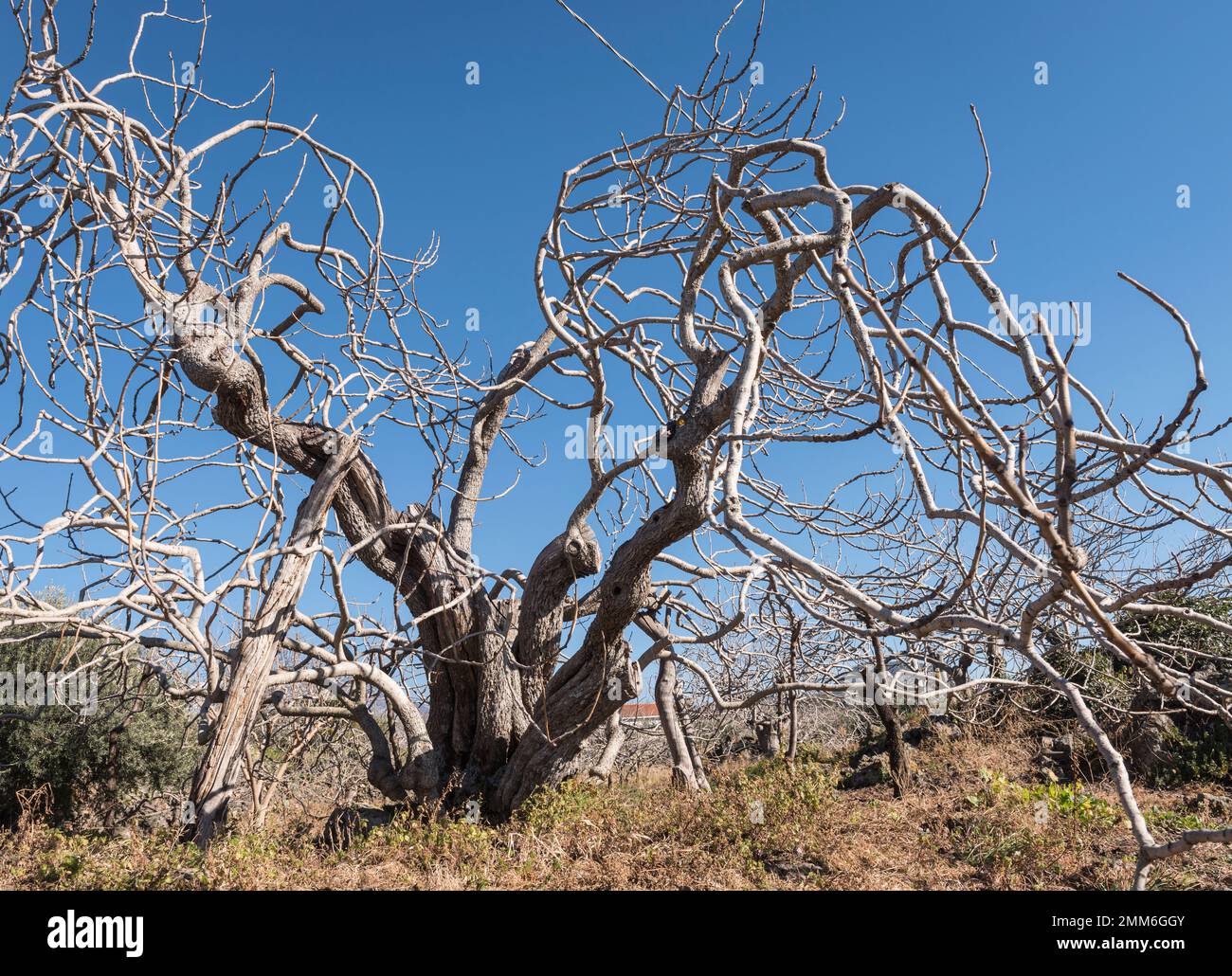 An old pistachio tree (Pistacia vera) on the slopes of Mount Etna near Bronte, Sicily, source of the world's best pistachios Stock Photo