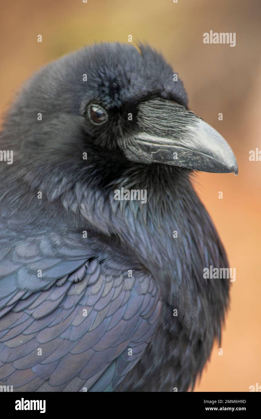 Ravens like these ones in Arches National Park in Utah are very