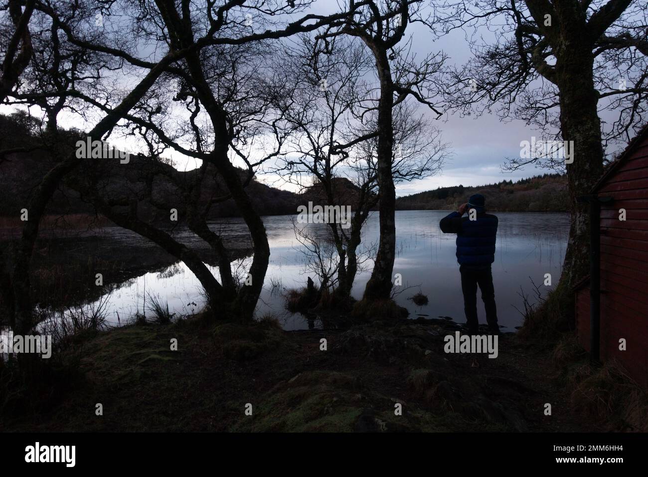 Person with binoculars looking for beavers in the early hours of the morning before dawn on the small loch in Knapdale in Argyll, Scotland, UK wildlif Stock Photo