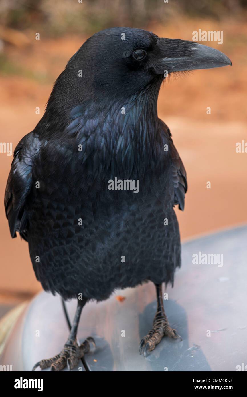 Ravens like these ones in Arches National Park in Utah are very