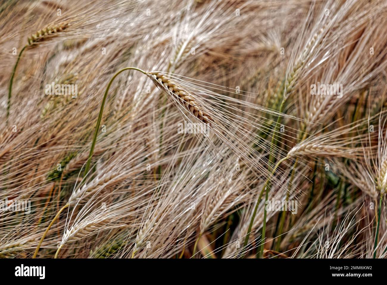 upon the fields of barley