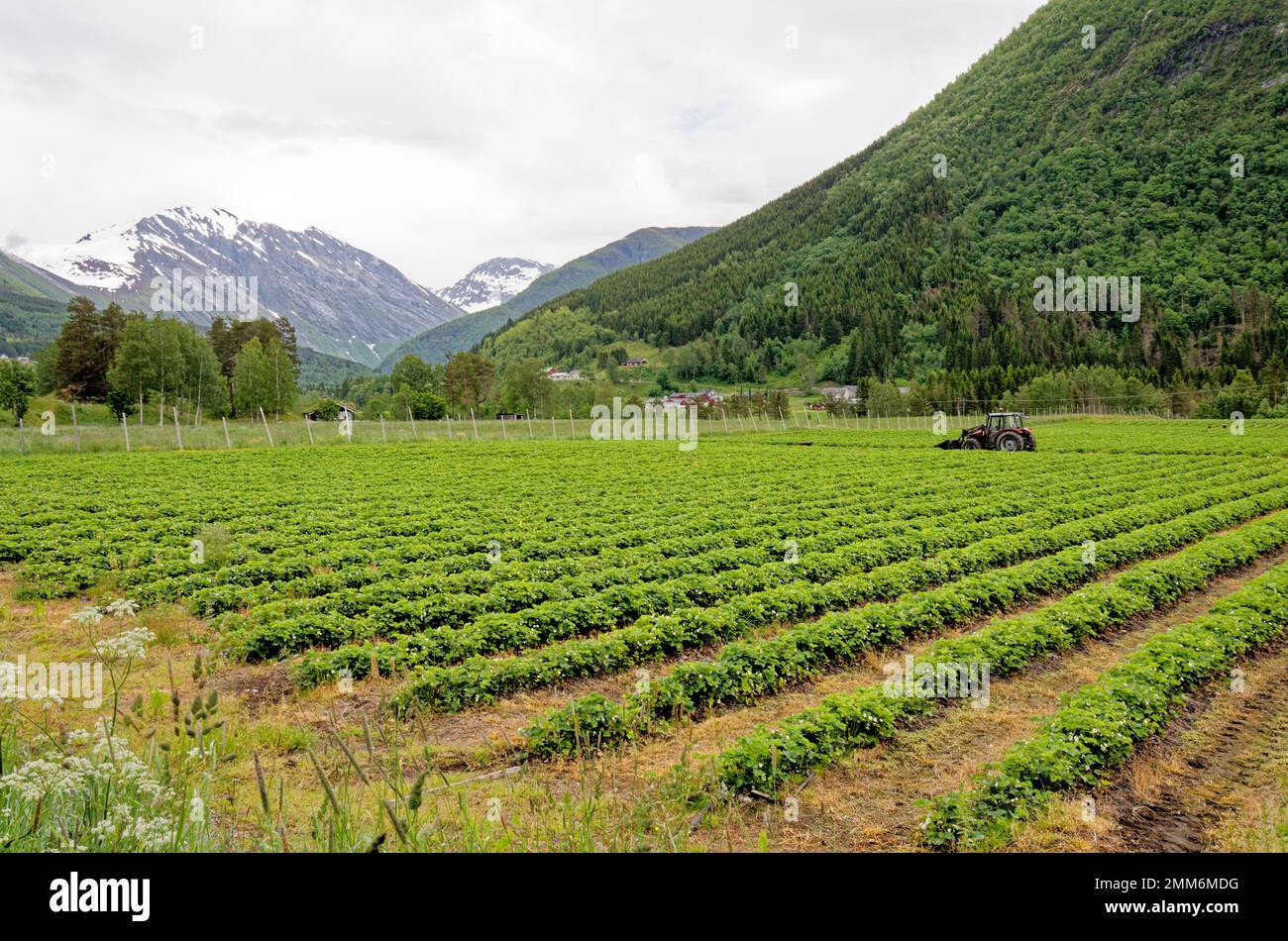 Strawberry field against the background of the fjords - Andalsnes - Norway - 20th of June 2012 Stock Photo