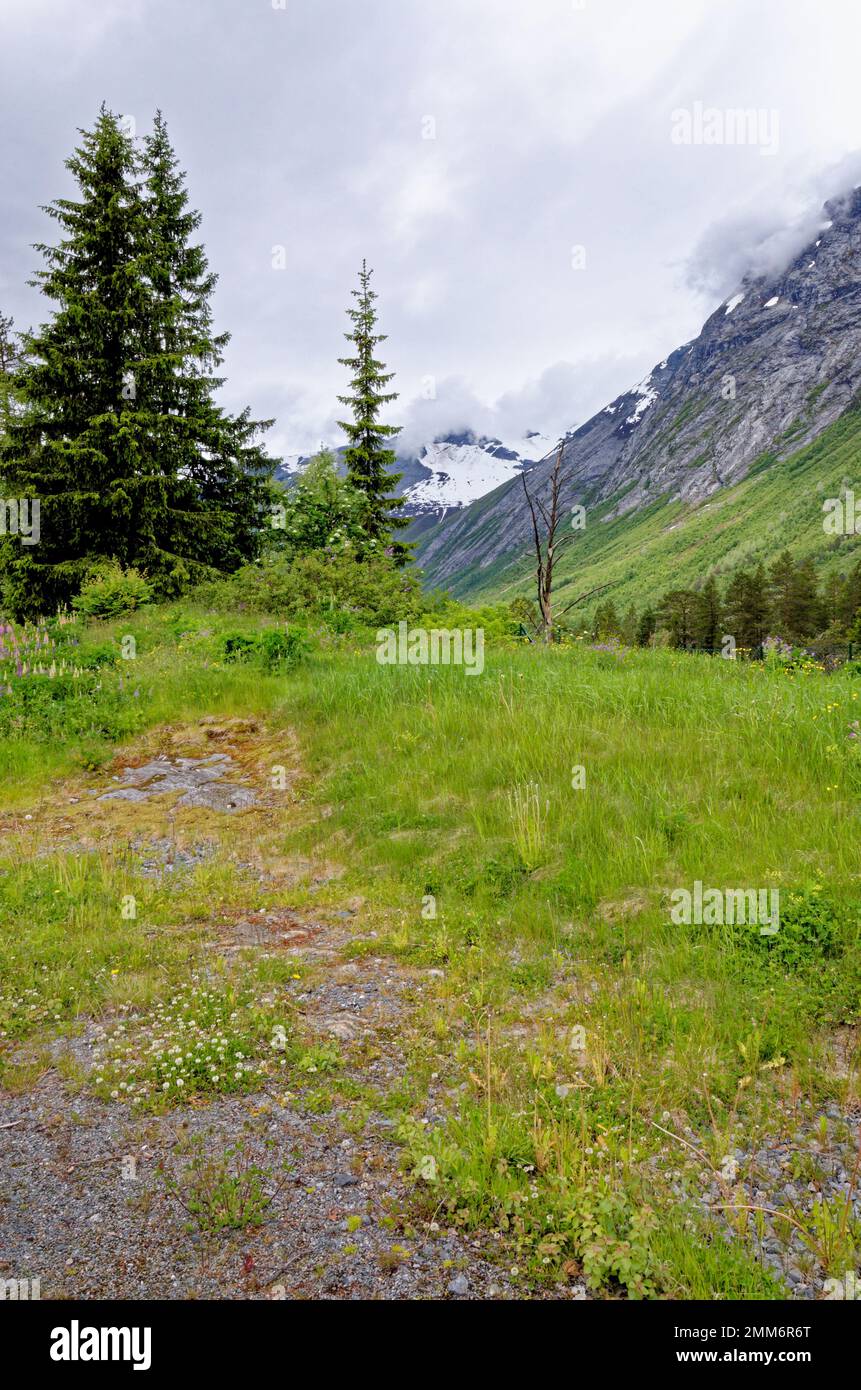 Landscape with green vegetation in the summer time - Andalsnes - Norway. 20.06.2012 Stock Photo