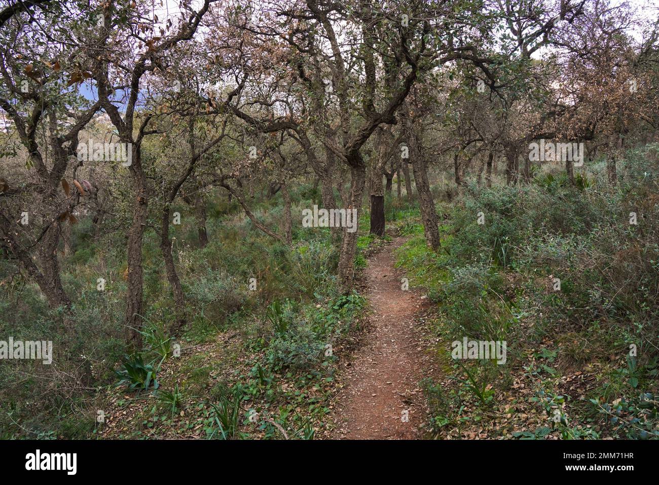 Trail going through dense wood, young cork oak trees in forest in