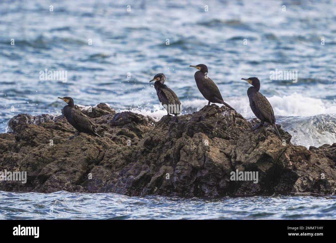 Group of Great cormorants (Phalacrocorax carbo) resting on a rock in sea, Andalusia, Spain. Stock Photo