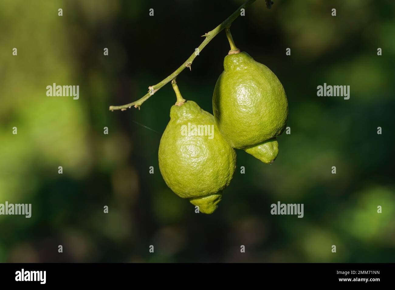 Two unripe lemons hanging on a tree. Stock Photo