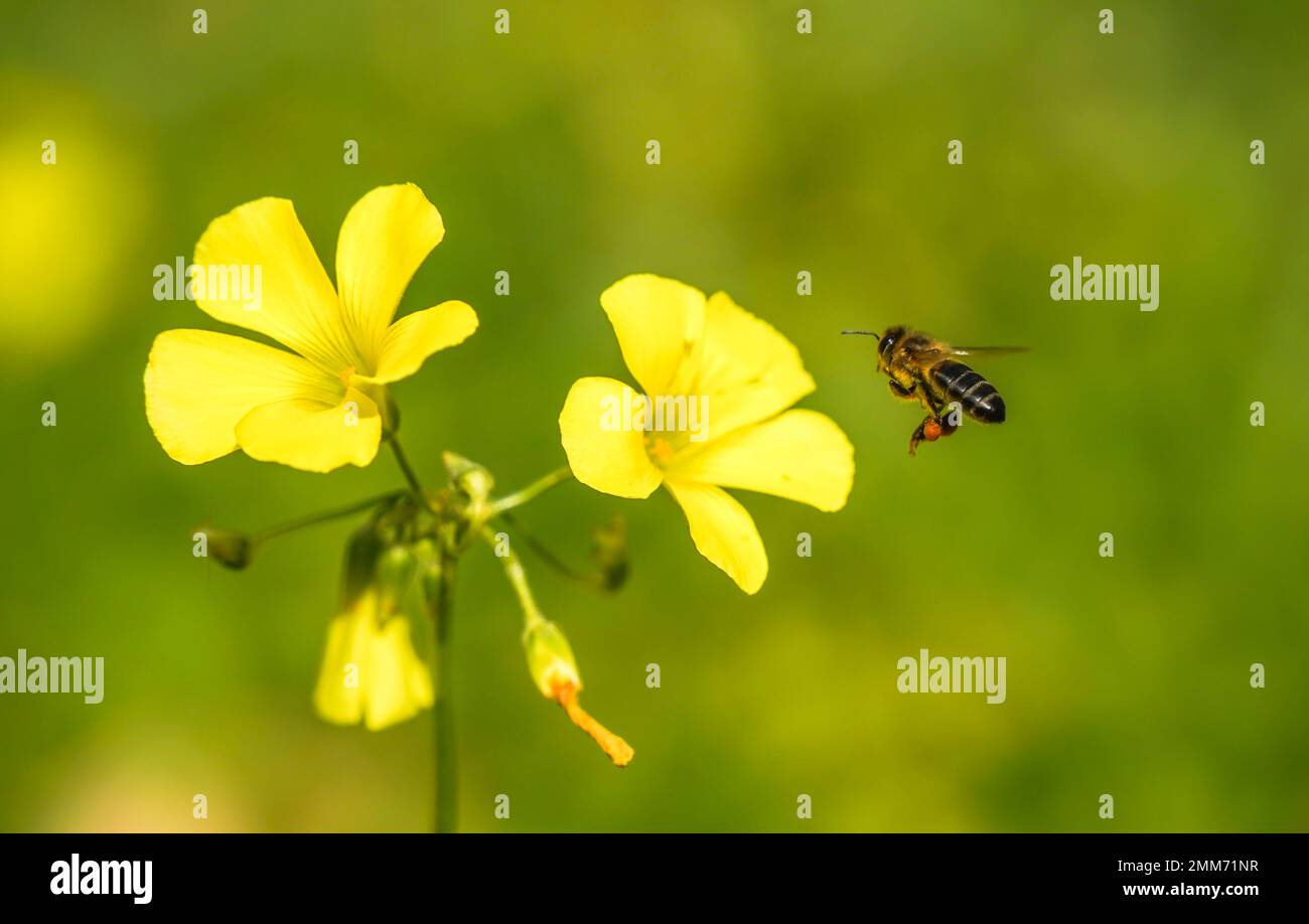 Honey bee with pollen on a Oxalis pes-caprae, Bermuda buttercup flower, Spain. Stock Photo