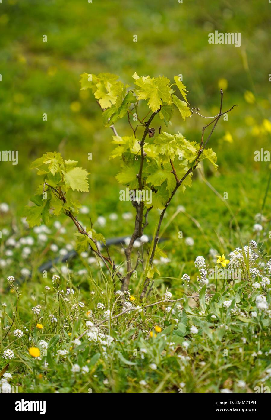 Young vine plants starting to grow in spring in a garden Stock Photo