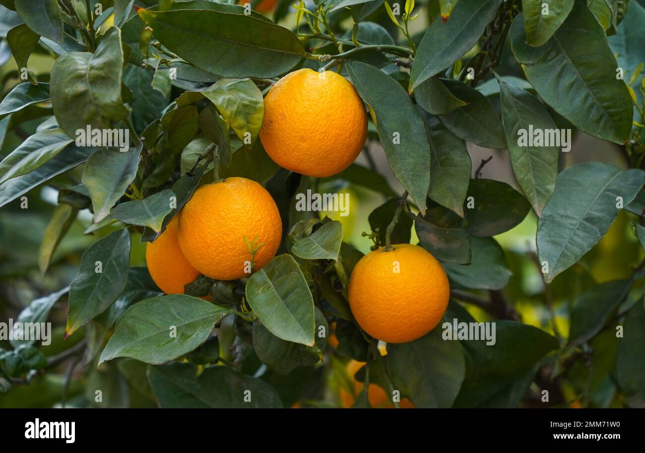 Oranges on tree. Andalusia, Spain. Stock Photo