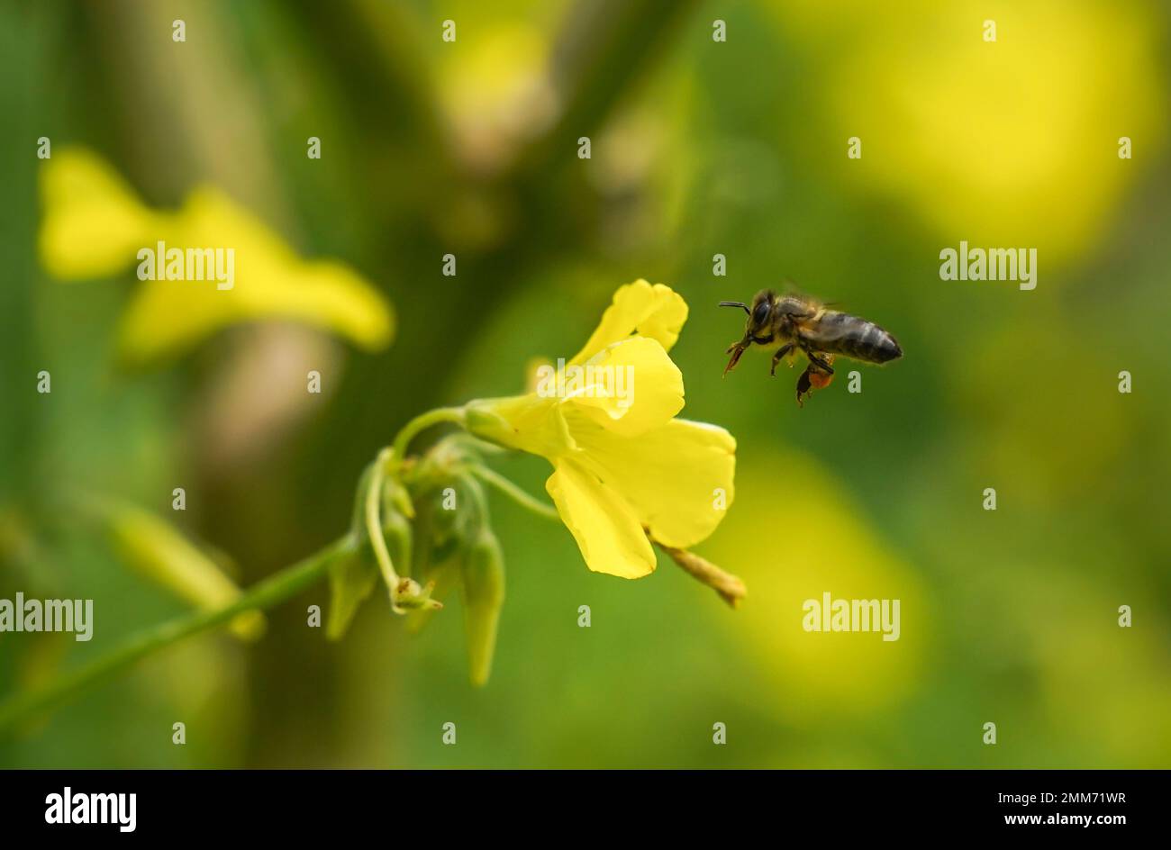 Honey bee with pollen on a Oxalis pes-caprae, Bermuda buttercup flower, Spain. Stock Photo