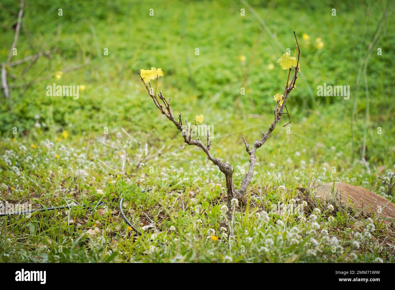 Young vine plants starting to grow in spring in a garden. Stock Photo