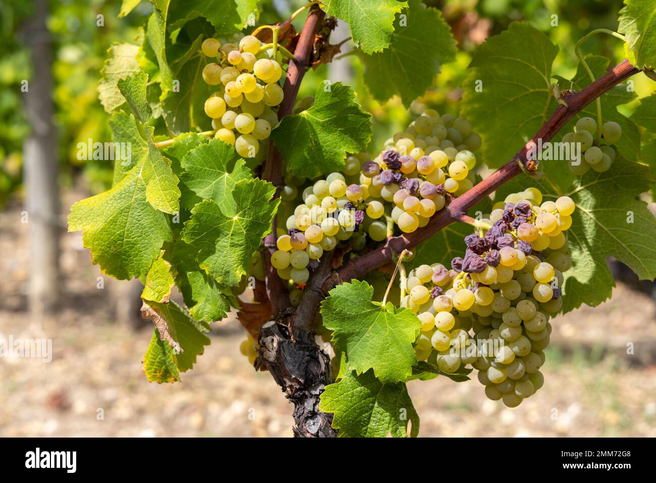 Typical grapes with botrytis cinerea for sweet wines, Sauternes