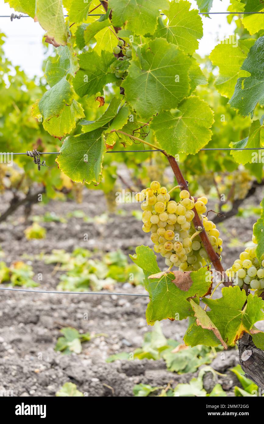 Typical grapes with botrytis cinerea for sweet wines, Sauternes, Bordeaux, Aquitaine, France Stock Photo