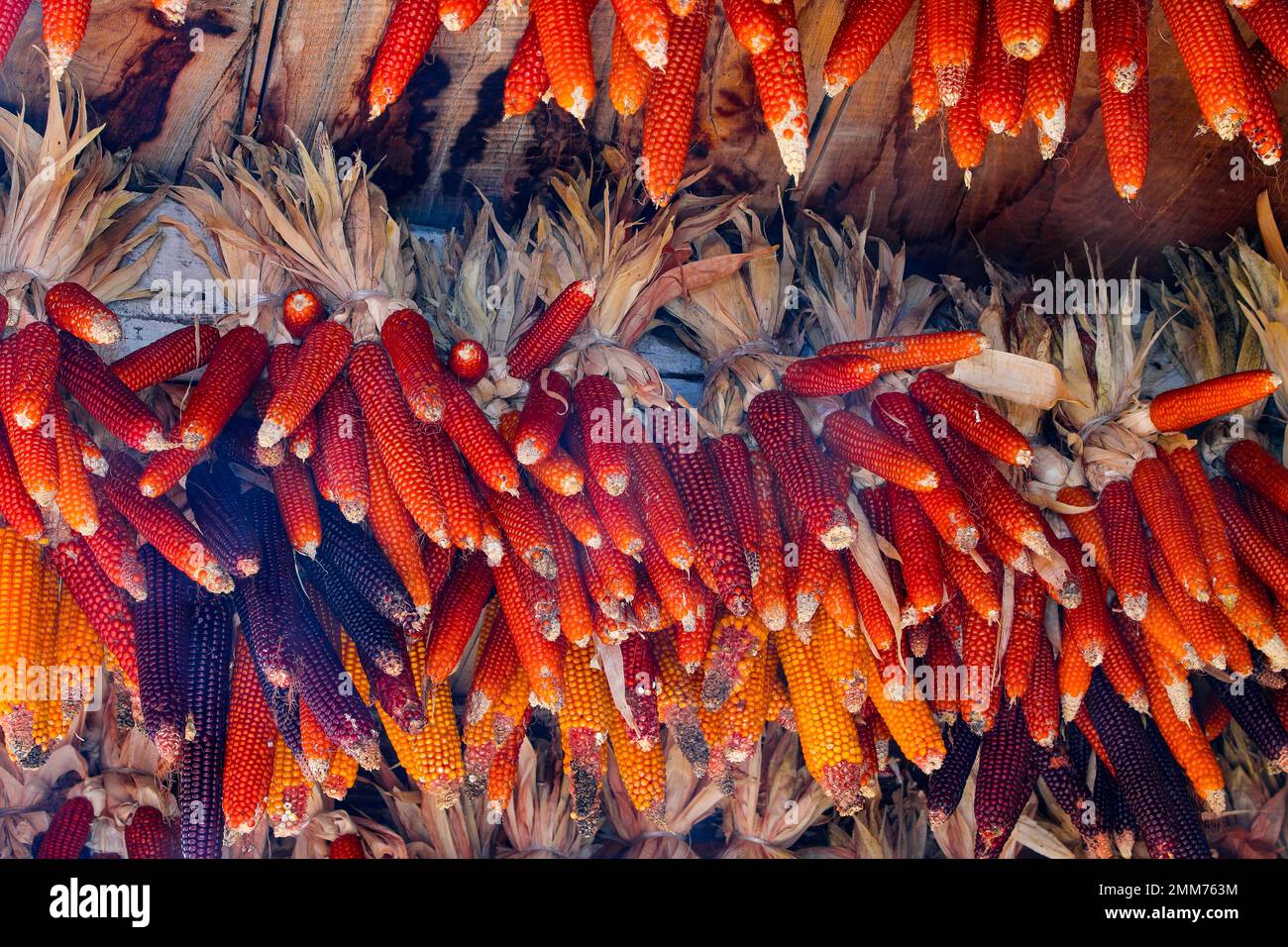 cobs of corn hanging from the ceiling of the farm for drying the corn