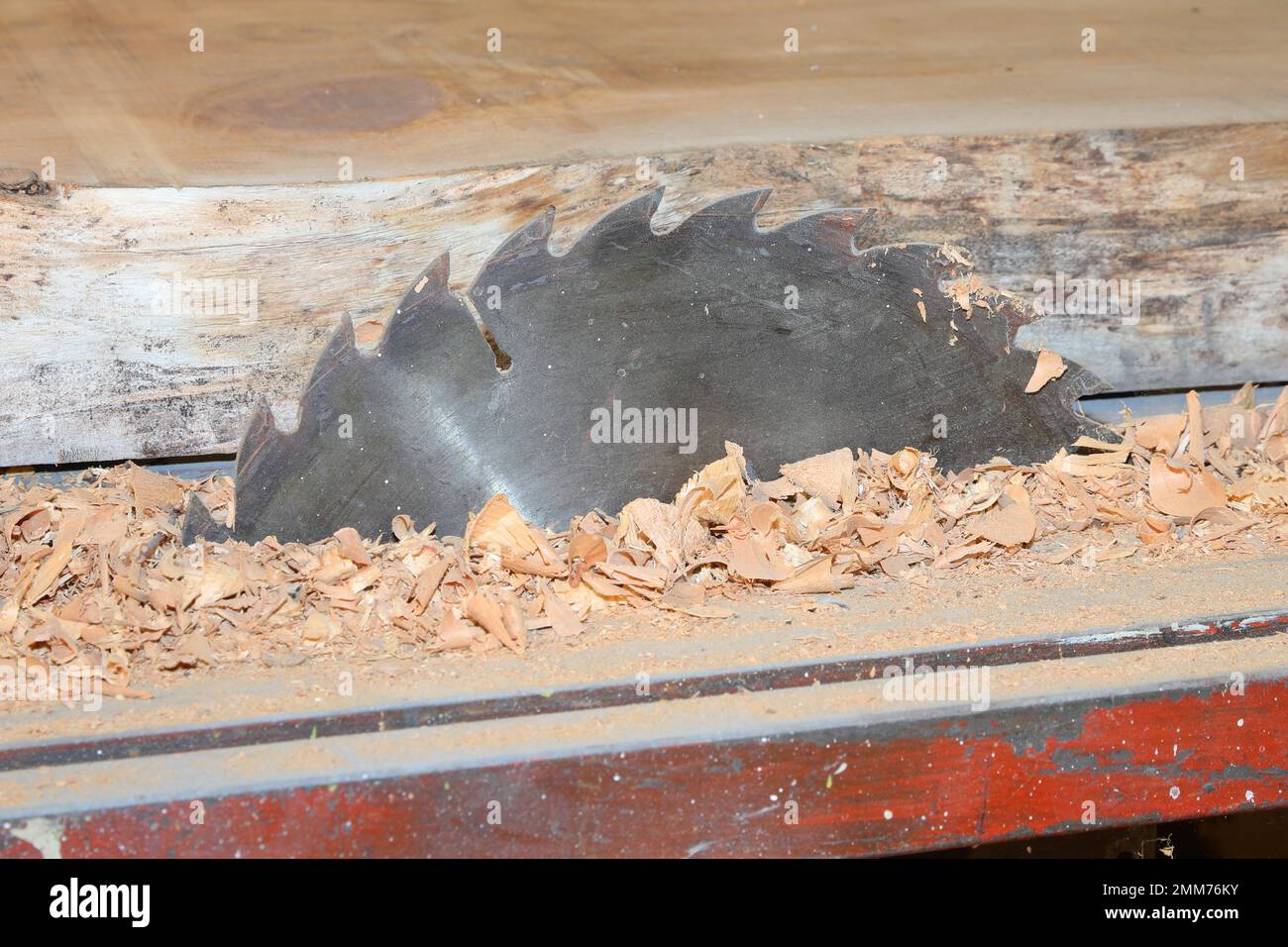 detail of the serrated blade of the circular saw in the carpentry and