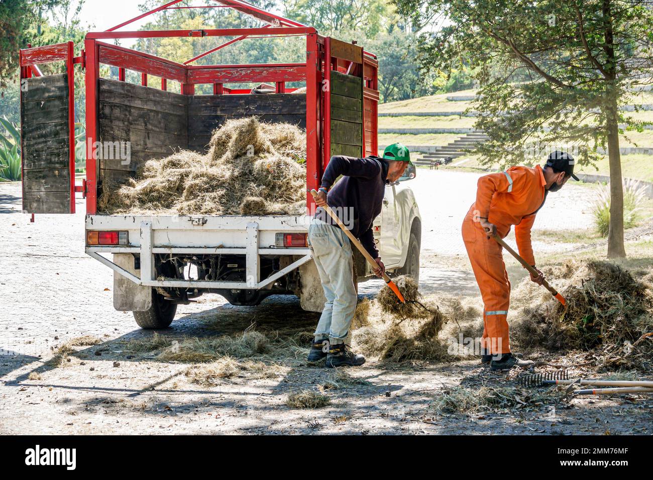 Mexico City,Bosque de Chapultepec Section 2 Forest,spreading mulch from truck,man men male,adult adults,resident residents,employee employees worker w Stock Photo