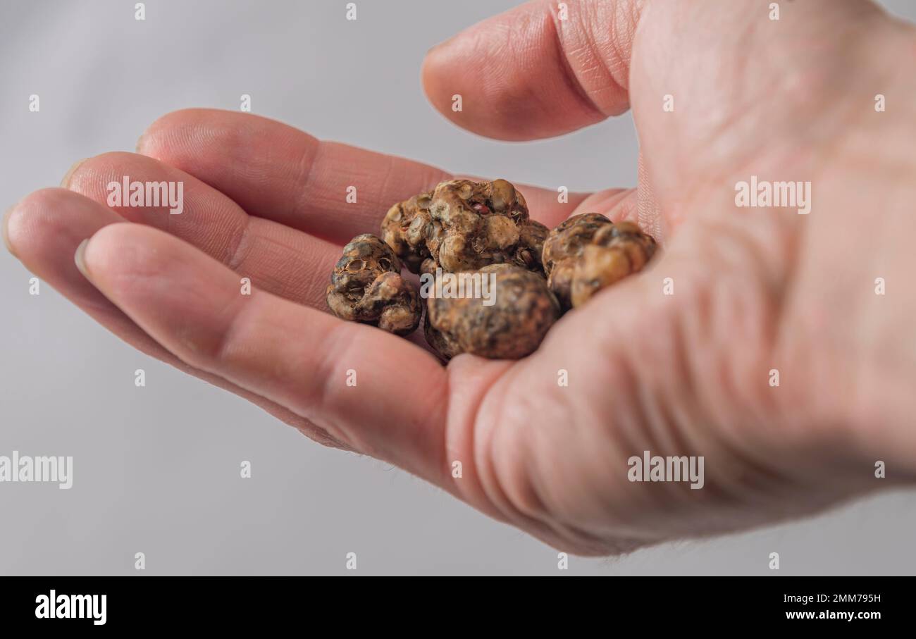 Magic truffles mushrooms full of psilocybin in red hand with light gray background Stock Photo