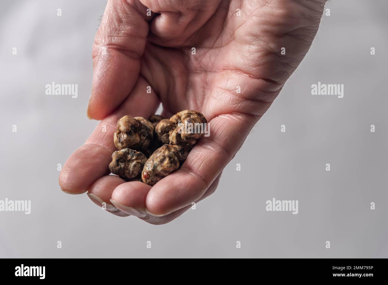 Magic truffles mushrooms full of psilocybin in red hand with light gray background Stock Photo