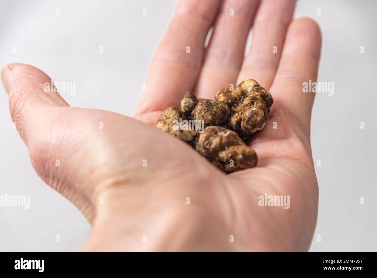 Magic truffles mushrooms full of psilocybin in red hand with light gray background Stock Photo