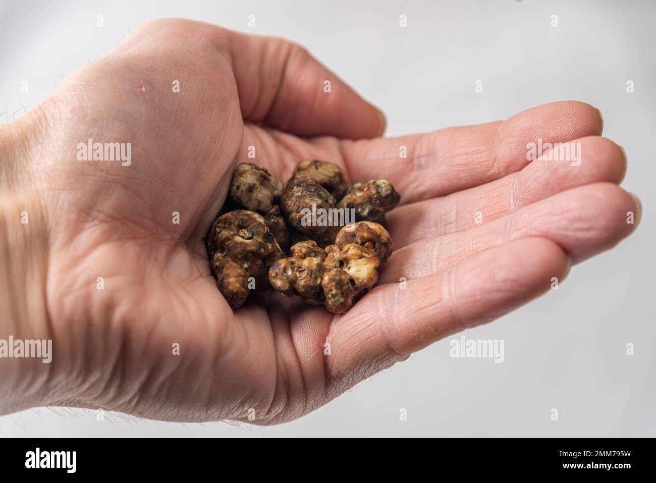 Magic truffles mushrooms full of psilocybin in red hand with light gray background Stock Photo