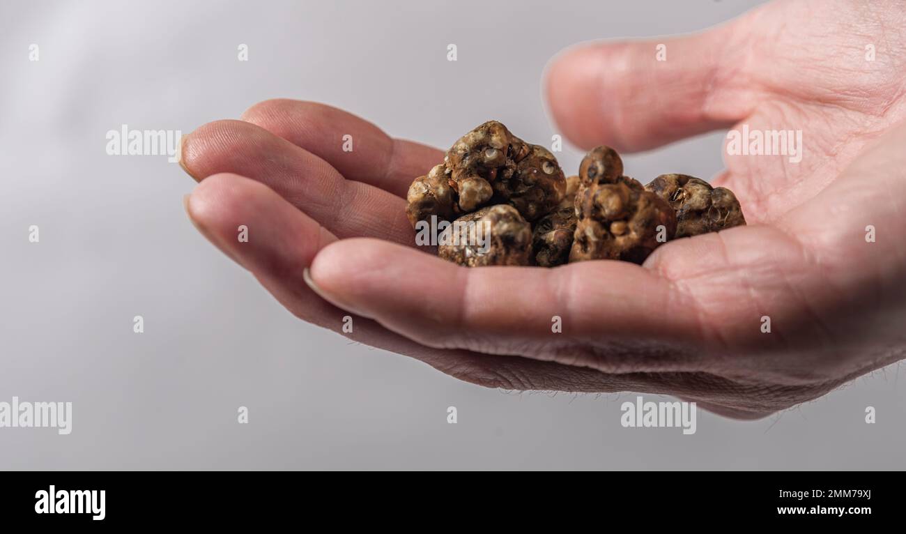 Magic truffles mushrooms full of psilocybin in red hand with light gray background Stock Photo