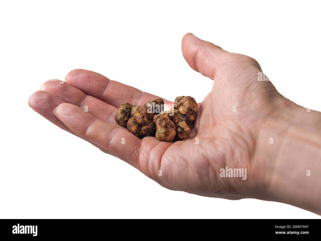 Magic truffles mushrooms full of psilocybin in red hand with light gray background Stock Photo