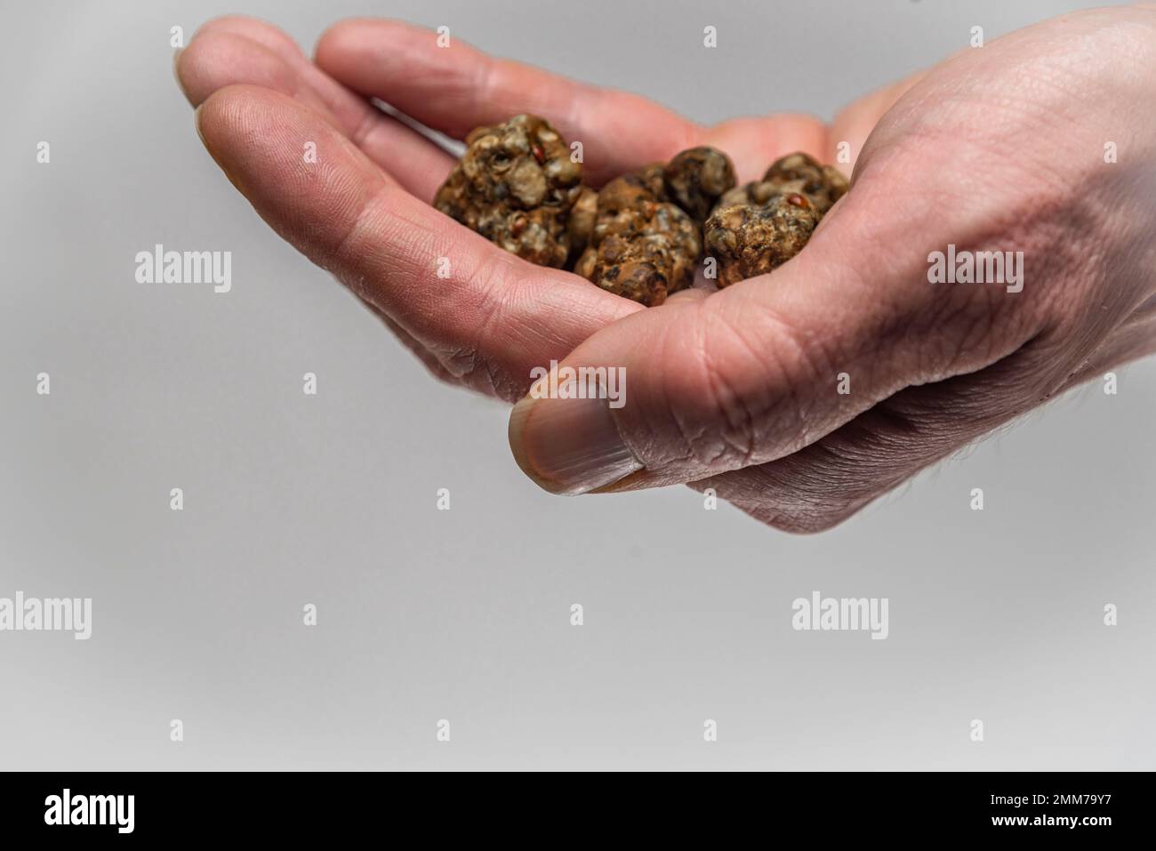 Magic truffles mushrooms full of psilocybin in red hand with light gray background Stock Photo