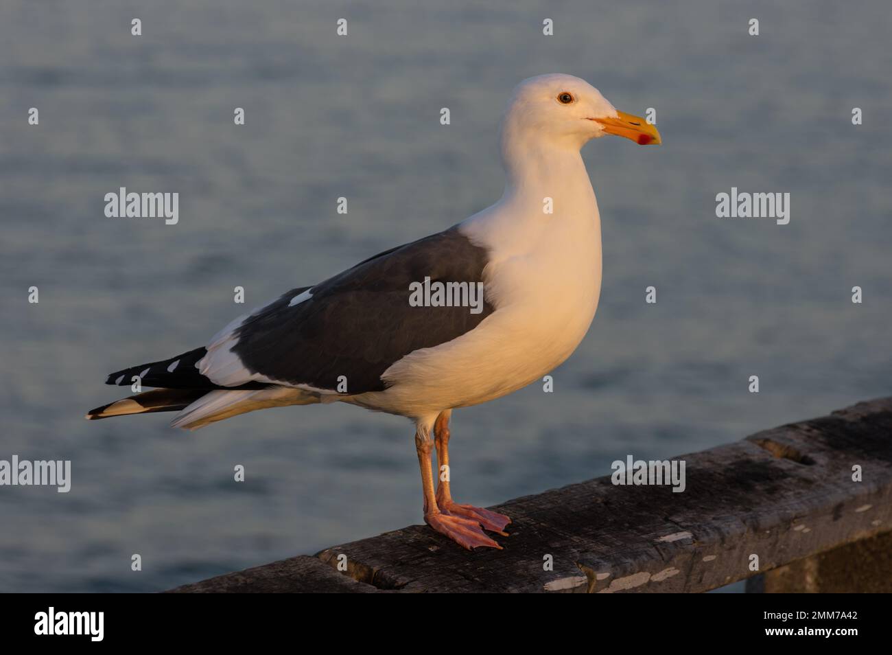 Seagull portrait shown at the Port of Los Angeles in Southern California at sunset. Stock Photo