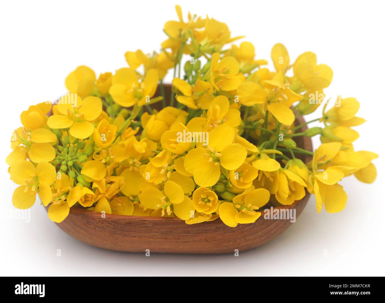 Closeup of Edible mustard flower over white background Stock Photo