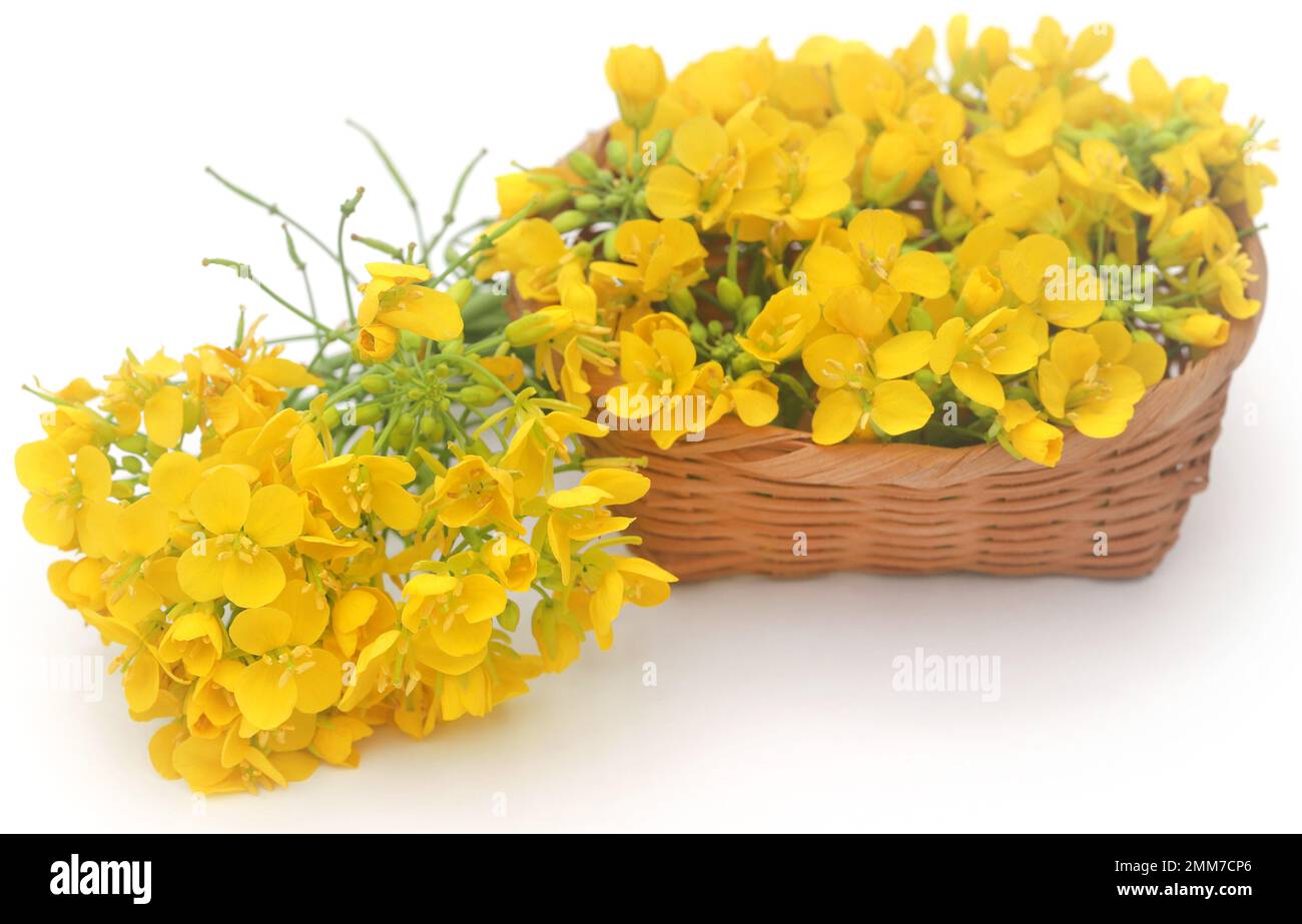 Closeup of Edible mustard flower over white background Stock Photo