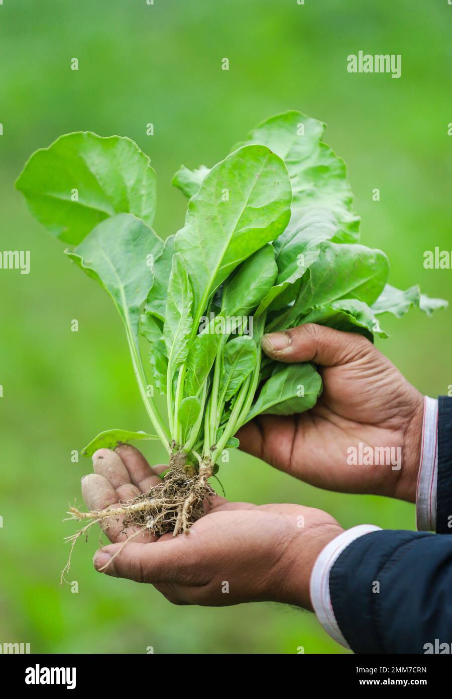 Hand holding freshly harvested spinach in field Stock Photo
