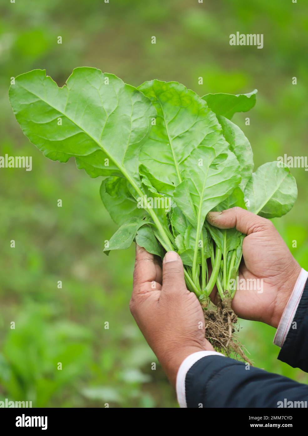 Hand holding freshly harvested spinach in field Stock Photo