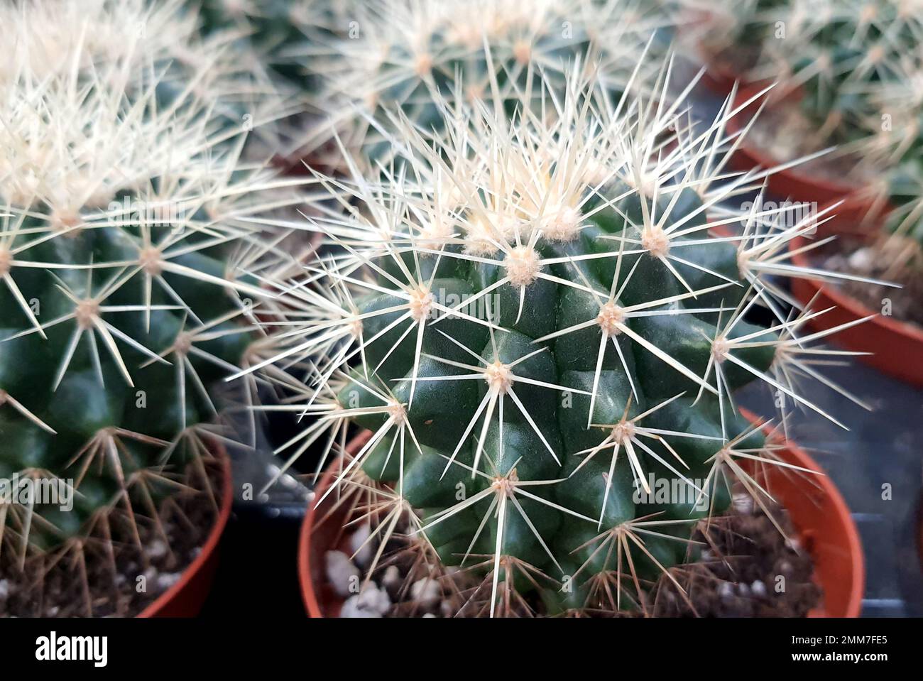 Beautiful Green Gymnocalycium cactus on pot in garden, shop, flower