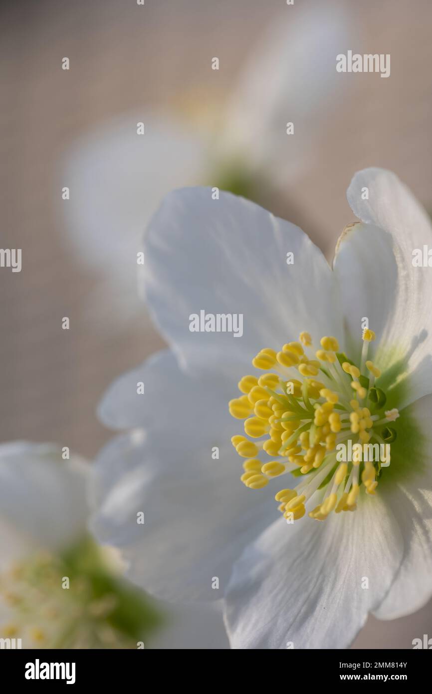 Christmas Rose