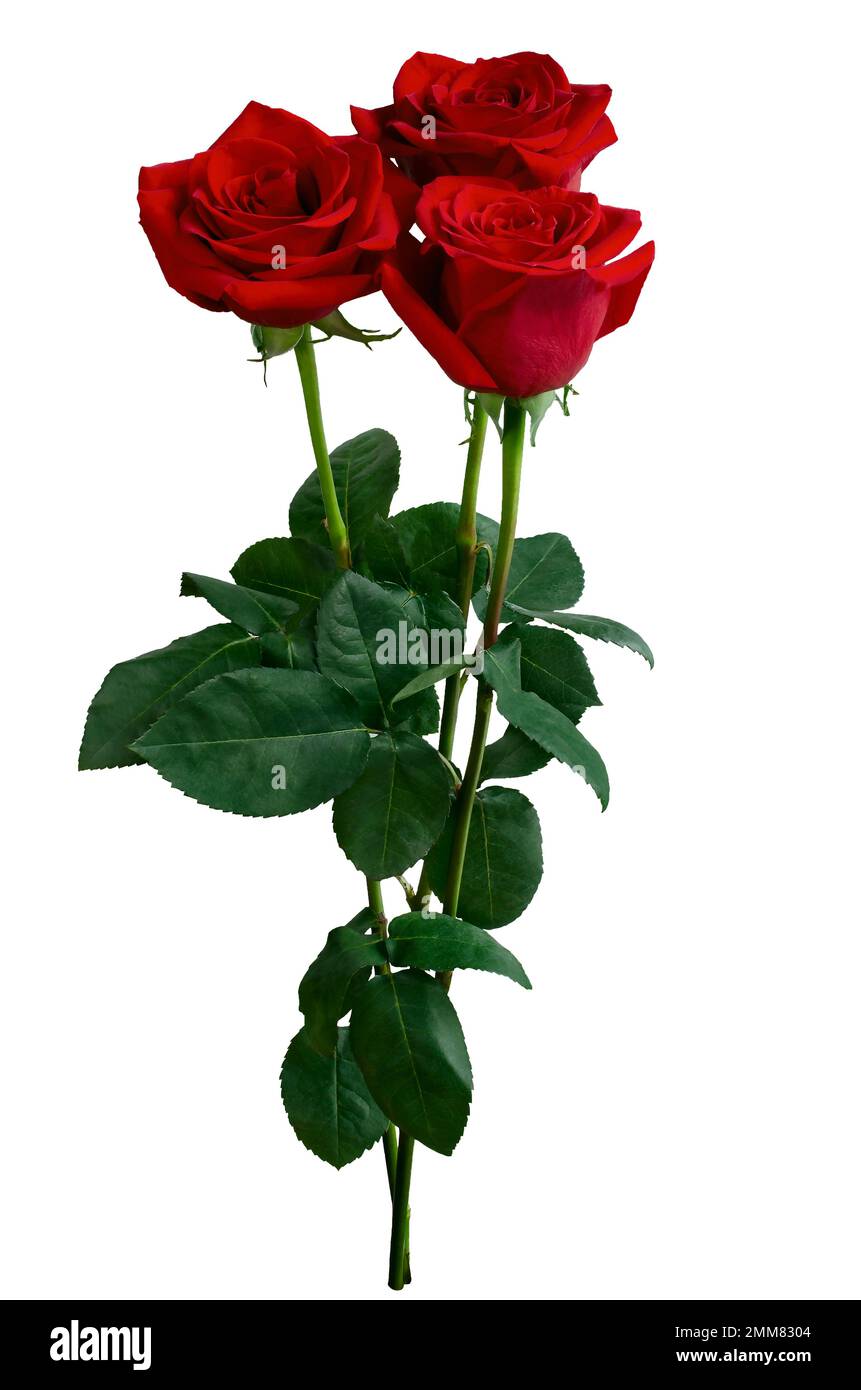 Bouquet of red roses isolated on white background Stock Photo - Alamy