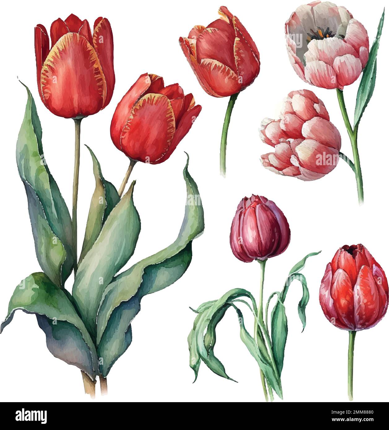 Illustration of watercolor hand drawn set of colorful red tulips ...