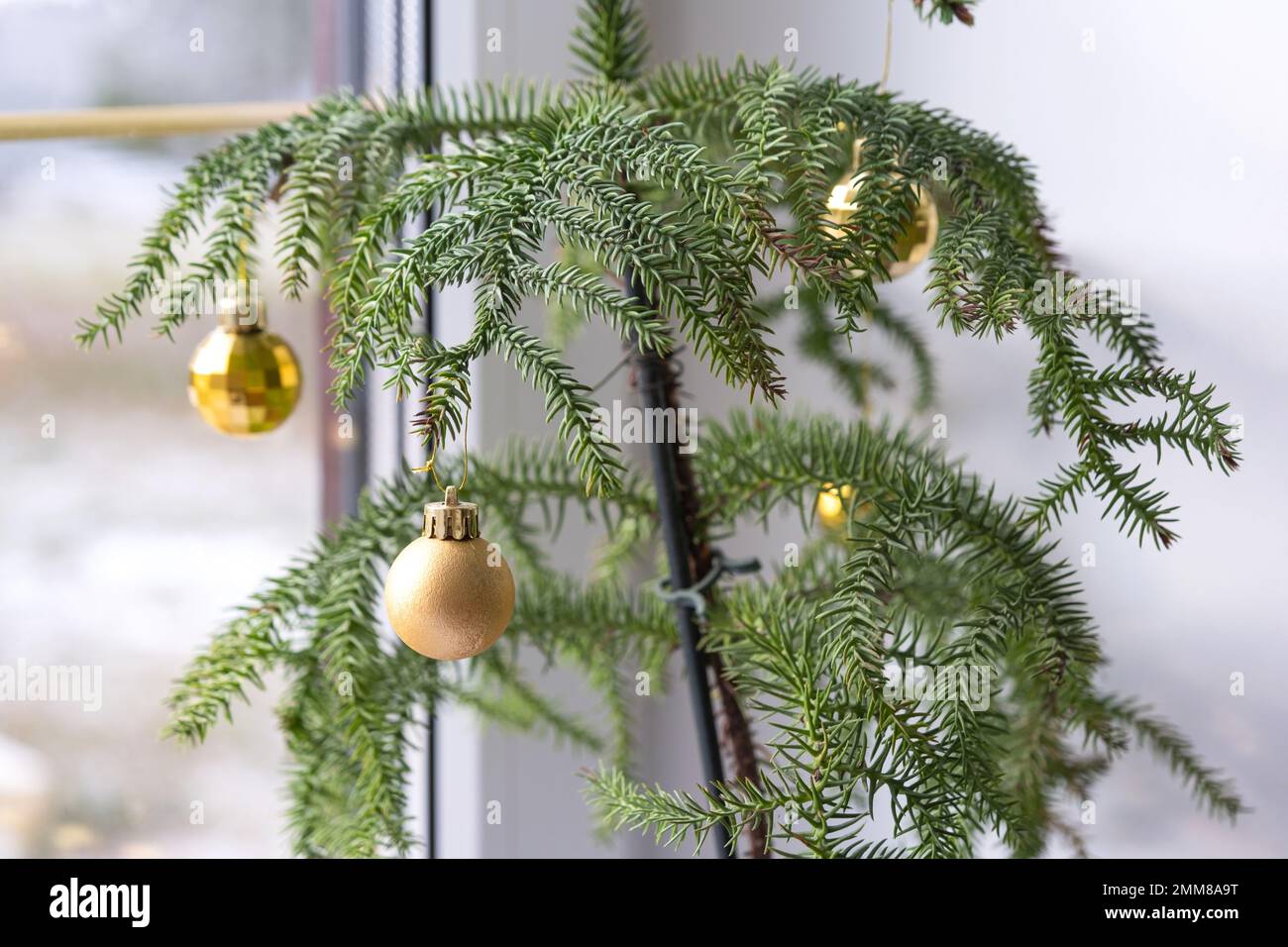 Araucaria house plant is a room spruce decorated with Christmas balls like a Christmas tree by the window. Green home interior decor Stock Photo