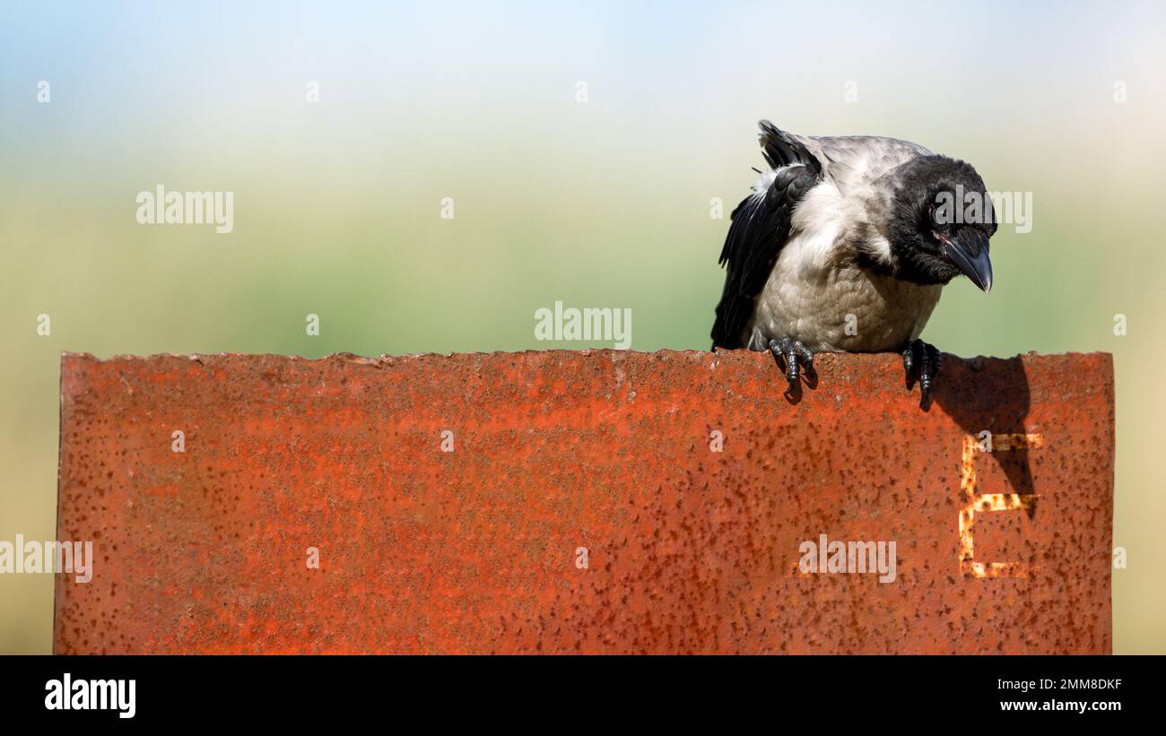 Hooded crows in the danube delta Stock Photo
