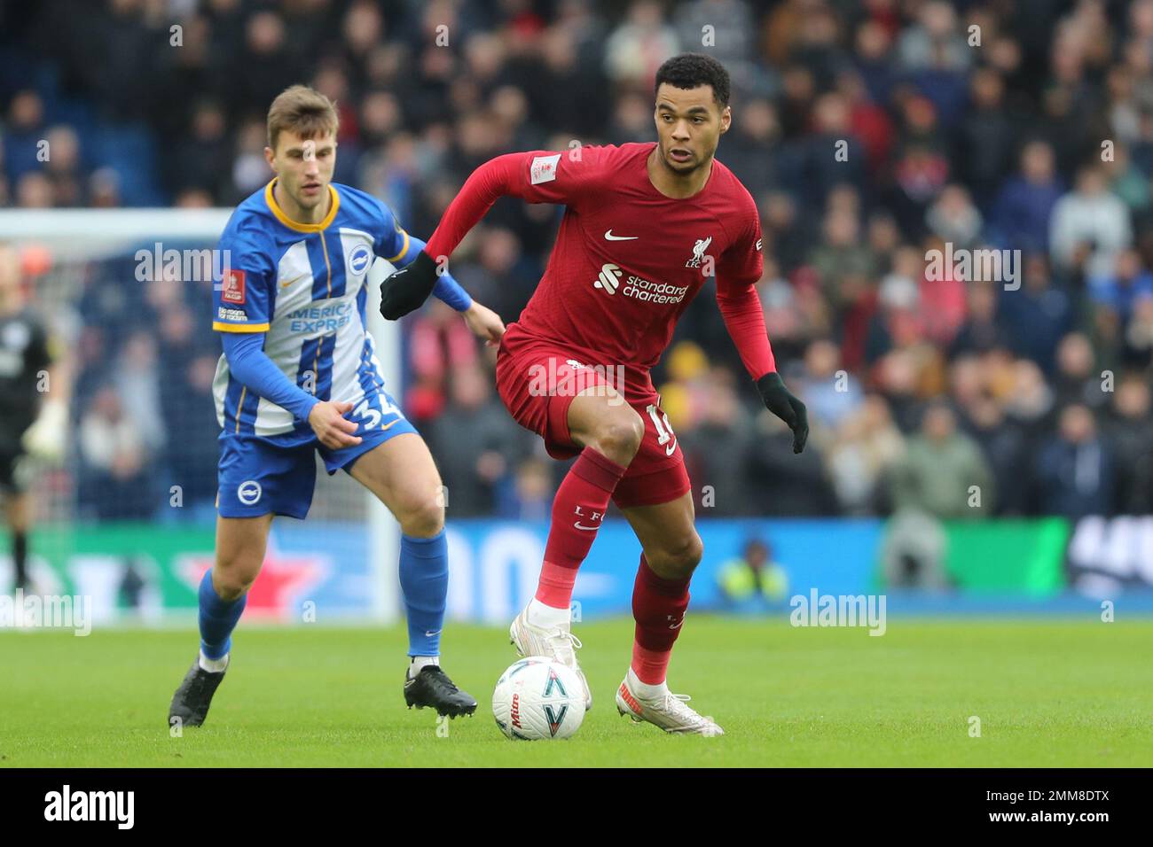 Cody Gakpo in action for Liverpool against Brighton & Hove Albion at the AMEX Stadium Stock Photo