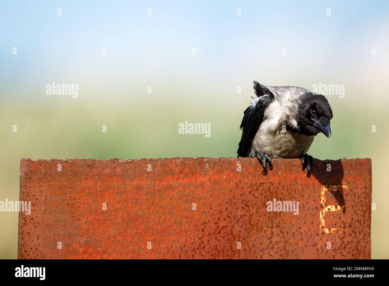 Hooded crows in the danube delta Stock Photo
