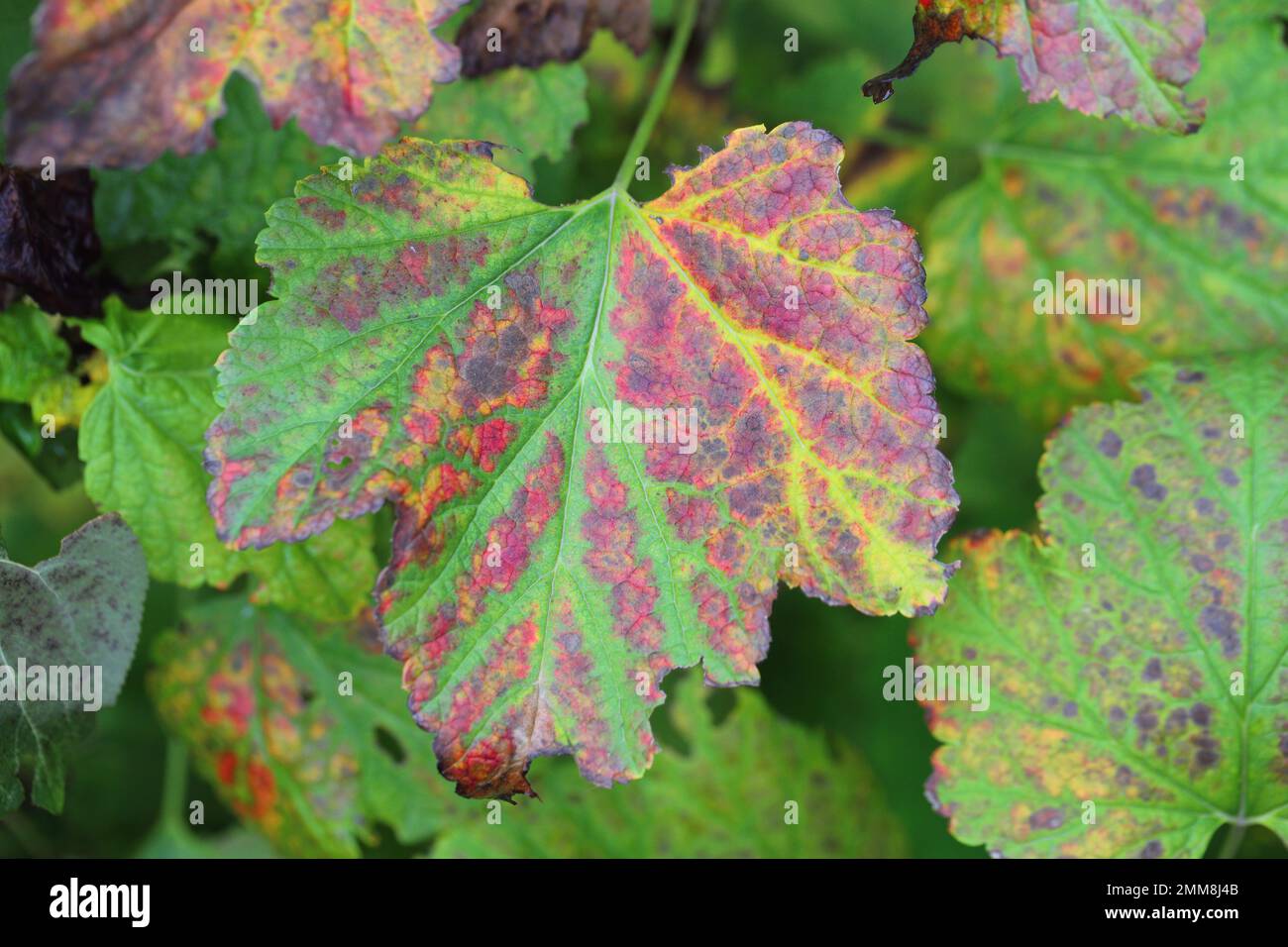 Black currant leaves in the garden discolored in different colors, red, yellow in autumn. Stock Photo