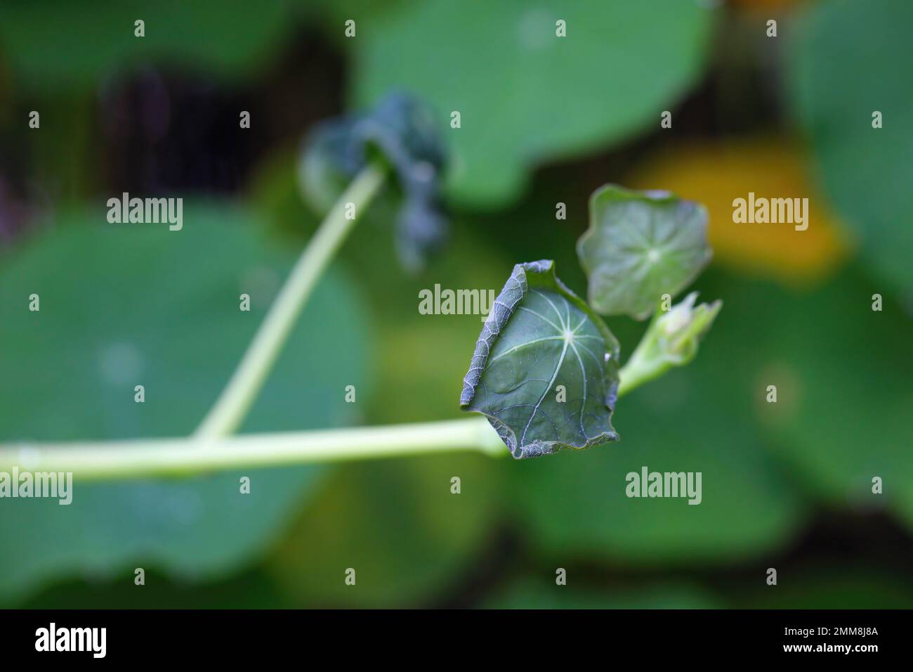 A young shoot of a garden plant nasturtium damaged by frost Stock