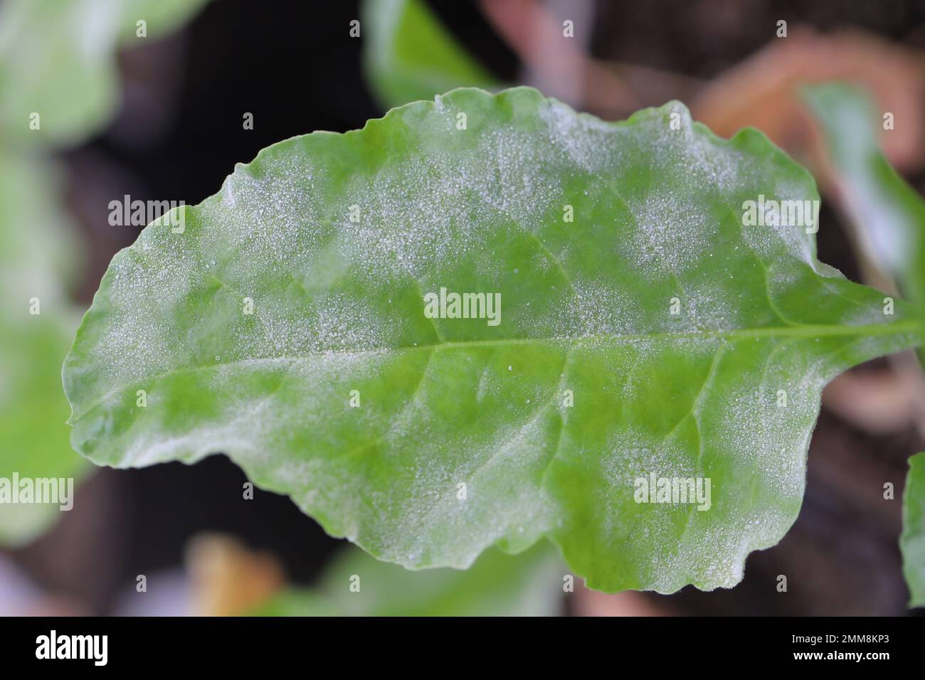 Powdery mildew Erysiphe betae fungal disease on sugar beet leaf Stock