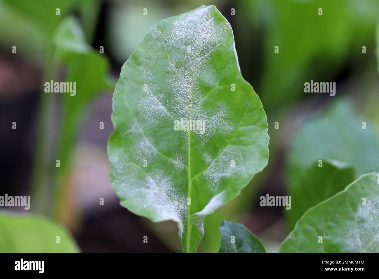 Powdery mildew Erysiphe betae fungal disease on sugar beet leaf Stock