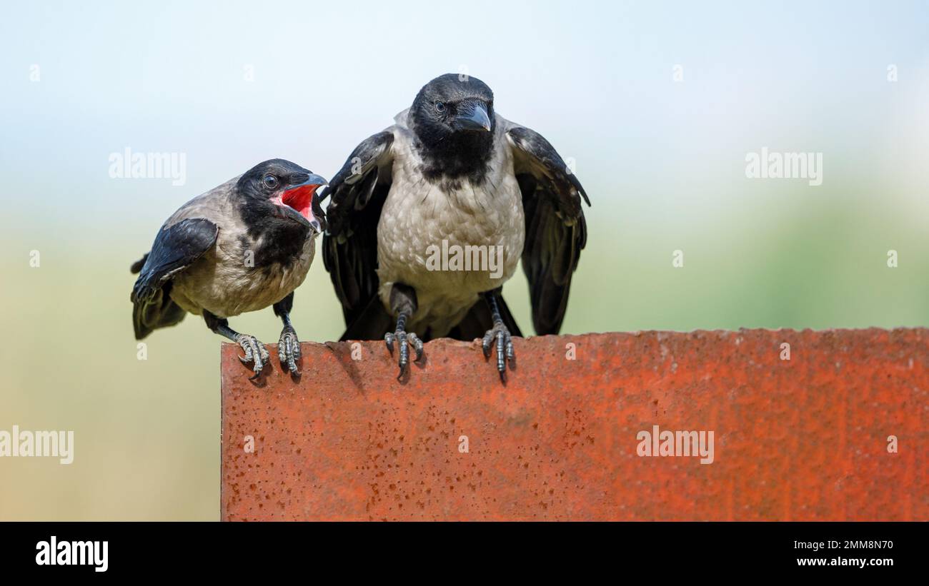 Hooded crows in the danube delta Stock Photo
