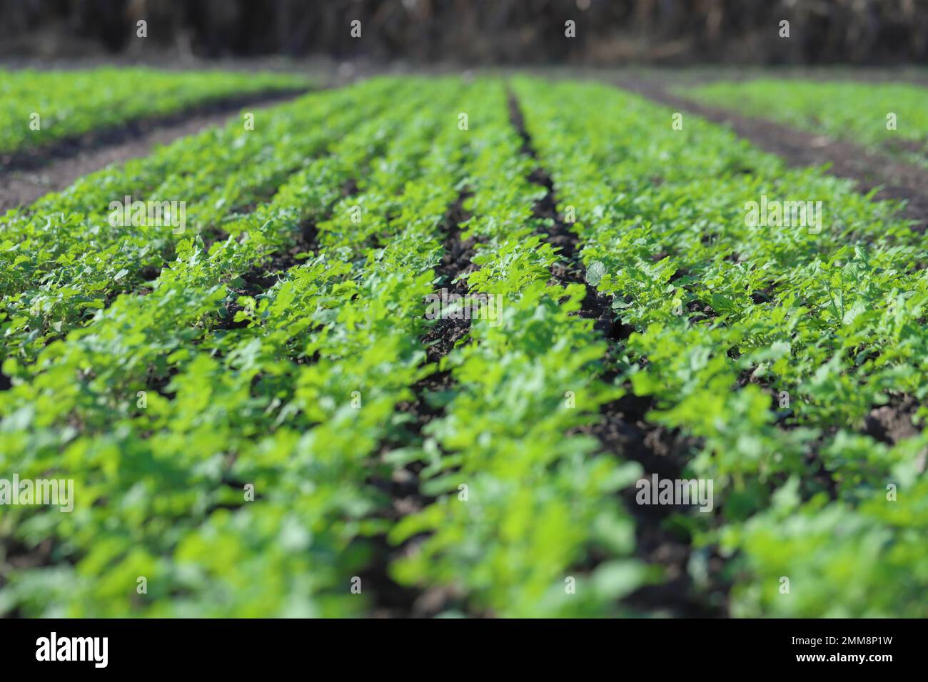 Emerging young mustard plants growing in even rows in a crop field in