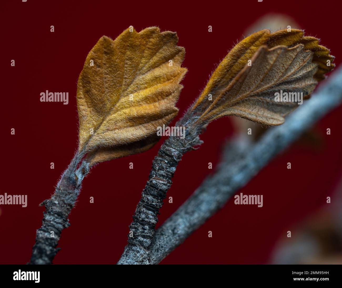 Alderleaf Mountain Mahogany with brown autumn leaves with saw-tooth edges on stems. Stock Photo
