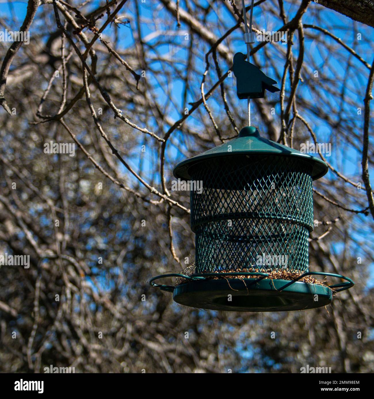 Bird feeder hung from the branches of an ash tree to attract birds
